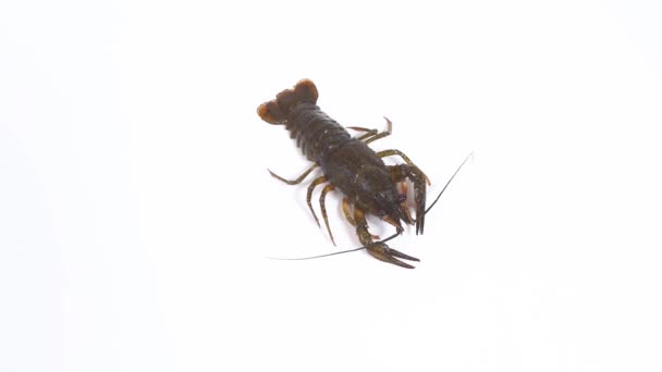 One Live Crayfish Creeps Stops White Background Catching Crayfish Human — Video Stock