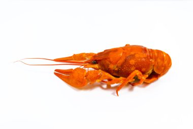 One boiled river red crayfish close up. White background with copy space. Catching crayfish for human consumption. Delicious food.