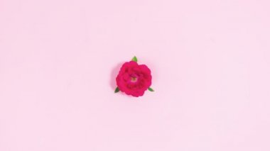 4k Red rose bud with green leaves opens and closes. Looped movement of flower heads. Copy space. Flat lay. Light pink background. Stop motion animation. Template for text and design.