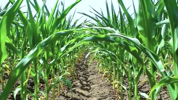 Junge Grüne Sprossen Von Maispflanzen Die Auf Dem Feld Angebaut — Stockvideo