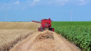 Yazın güneşli bir günde, hasatçı sarı kırsal alanda olgunlaşmış buğday topluyor. Sonsuz bir tarla manzarası, mavi gökyüzü ve yel değirmenleri veya rüzgar türbinleri. Buğday dünya çapında önemli bir yemektir..