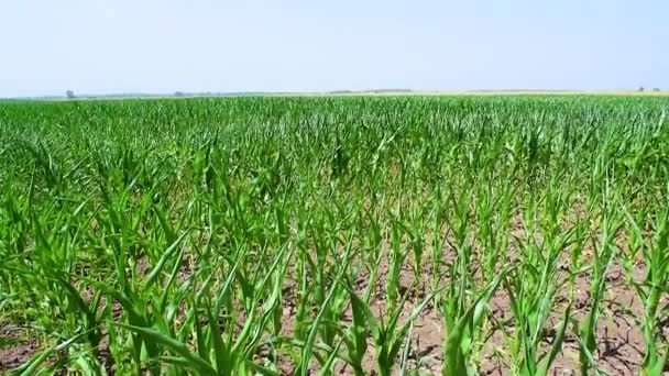 Junge Grüne Sprossen Von Maispflanzen Die Auf Dem Feld Angebaut — Stockvideo
