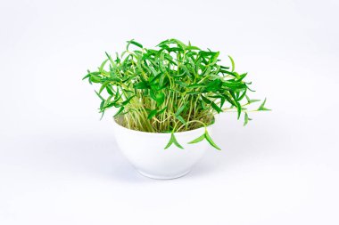 White bowl with fresh young shoots mung bean microgreen sprouts close up on white background. Concept of diet, vegetarianism, vegan, healthy products and proper nutrition. Copy space.