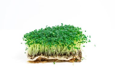 Beautiful green young sprouts of chia (Salvia hispanica) grown for eating. White background. Close up. Concept of healthy eating, wholesome foods, vegetarianism. Copy space.