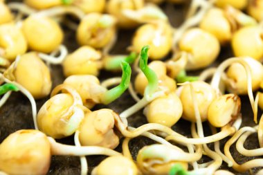Pea seeds sprouted for food with small roots and rudiments of leaves in tray. Close up. Concept of diet, vegetarianism, vegan, healthy products and proper nutrition. Copy space.