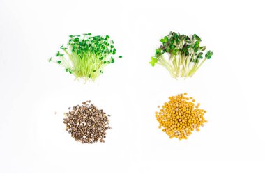 Cut green young sprouts of chia and spicy mustard microgreen were grown for food near seeds on white background. Concept of healthy eating, wholesome foods, vegetarianism. Copy space. Close up.