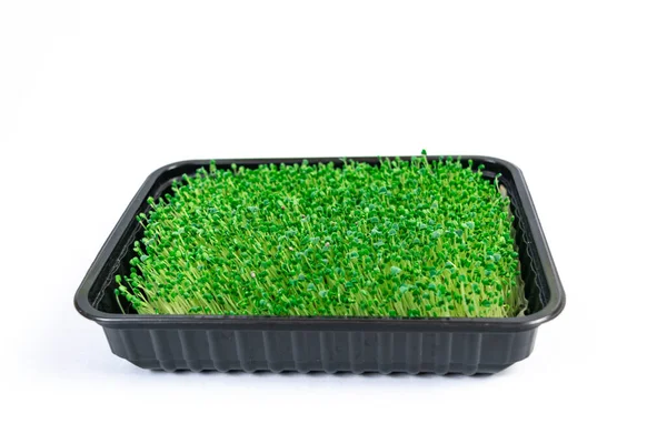 Green Young Sprouts Chia Salvia Hispanica Seeds Food Grow Tray — Stockfoto