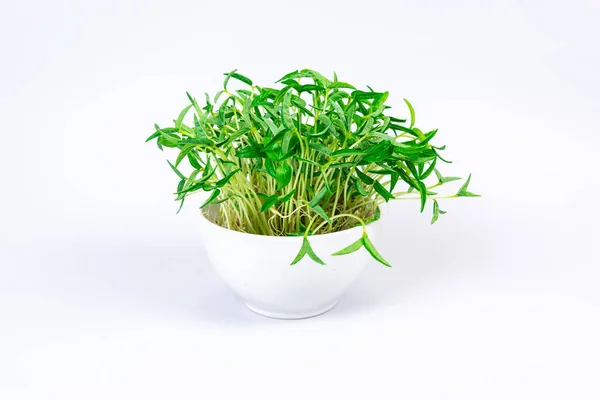 White Bowl Fresh Young Shoots Mung Bean Microgreen Sprouts Close — Stockfoto