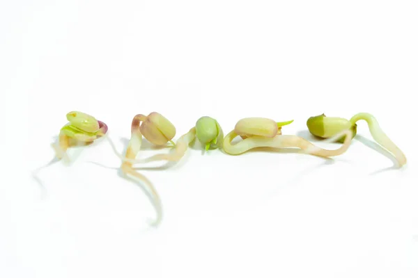 Mung Beans Vigna Radiata Sprouted Food Small Roots Rudiments Leaves —  Fotos de Stock