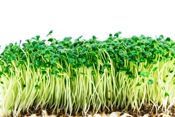 Beautiful Green Young Sprouts Chia Salvia Hispanica Grown Eating White — Foto Stock