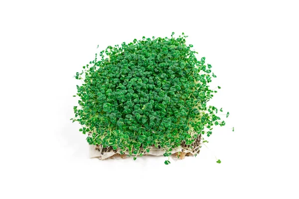 Beautiful Green Young Sprouts Chia Salvia Hispanica Grown Eating White — Stockfoto
