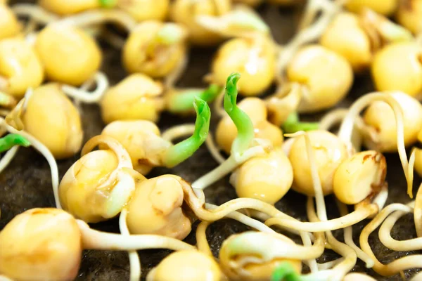 Pea seeds sprouted for food with small roots and rudiments of leaves in tray. Close up. Concept of diet, vegetarianism, vegan, healthy products and proper nutrition. Copy space.