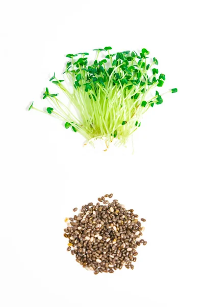 Зелёные Молодые Ростки Чиа Латиноамериканская Сальвия Выращивались Пищи Микрозеленые Побеги Лицензионные Стоковые Фото
