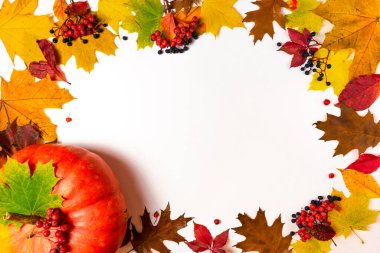 Frame made of autumn yellow and brown maple and oak leaves, decorated with red rowan and blue wild grapes berries and beautiful orange pumpkin. White background. Copy space. Fall concept.