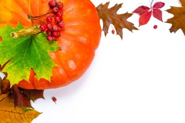 Kırmızı yaban mersini ile süslenmiş turuncu balkabağı ve sonbahar sarı akçaağaç yaprakları, kahverengi meşe yaprakları ve vahşi üzüm yaprakları. Kopyalama alanı olan beyaz arkaplan. Sonbahar konsepti. Düz yatıyordu.