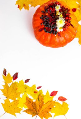 Turuncu balkabağı süslemeli mavi yabani üzüm, kırmızı yaban mersini ve sonbahar sarısı, kırmızı akçaağaç yaprağı. Kopyalama alanı olan beyaz arkaplan. Sonbahar konsepti. Düz yatıyordu.