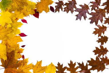 Oval frame made of autumn yellow, red and brown maple, oak and wild grapes leaves isolated on white background. Fall season concept. Flat lay.