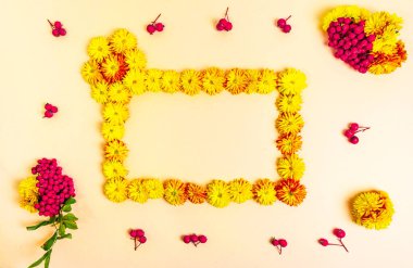 Sarı kasımpatı çiçeklerinden yapılmış dikdörtgen bir çerçeve. Açık sarı, bej arka planda bir sürü kırmızı rowan çileği. Sonbahar konsepti. Metin için şablon, boşluğu kopyala.