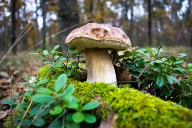Yeşil yosun ve yaban mersini çalılarının arasında bir sonbahar ormanının arka planında güzel bir Porcino mantarı büyüdü. Doğanın sonbahar hediyeleri. Yakın plan. Boletus edulis manzarası.
