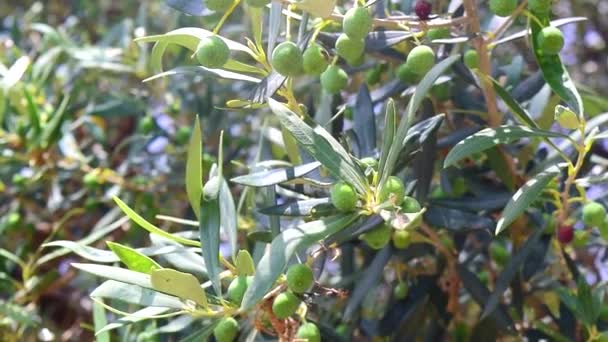 Green Fruits Ripen Olive Tree Branches Tree Sway Slightly Sunlight — Video