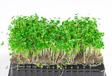 Yemekte keten bir hasırın üzerinde yetişen roka lahanası. Beyaz arka plan. Kapatın. Sağlıklı beslenme, sağlıklı gıdalar, vejetaryenlik kavramı.