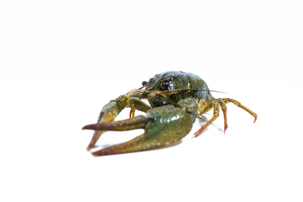 One Live Crayfish White Background Catching Crayfish Human Consumption Close — Stockfoto