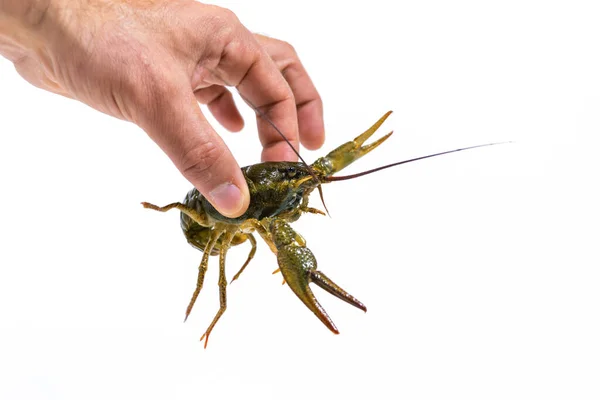 Man Hand Holds One Live Green Crayfish White Background Catching — Foto de Stock