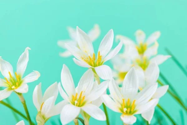 White Buds Flowering Zephyranthes Candida Delicate Petals Yellow Stamens Turquoise — Stock Photo, Image