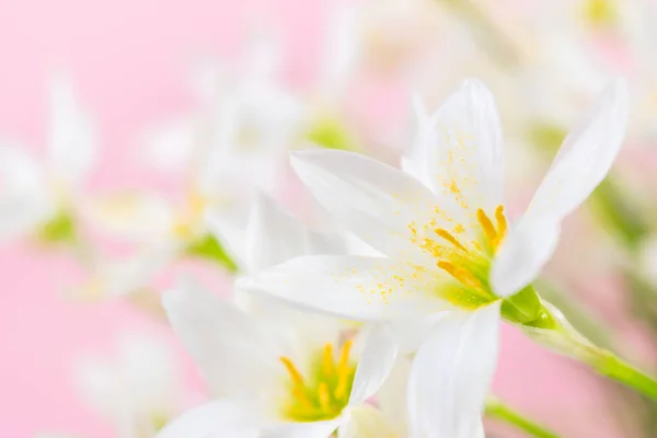White Buds Flowering Zephyranthes Candida Delicate Petals Yellow Stamens Pink — Stock Photo, Image