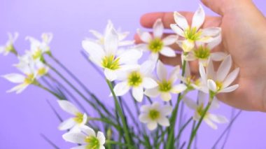 Kadının eli çiçek açan Zephyranthes çiçeklerine dokunur, dikkatlice evde yetişir. Taç yapraklı beyaz tomurcuklar ve sarı mantarlar. Leylak arkaplan. Uzayı kopyala Evcil bitkilerin bakımı ve yetiştirilmesi kavramı