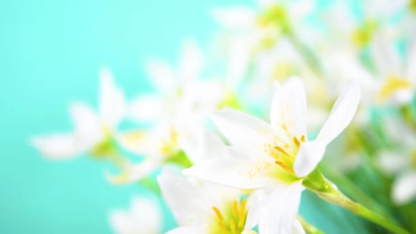 開花の白い芽繊細な花弁と黄色の雄しべを持つゼフランツのカンジダ ターコイズの背景 デザインとテキストのテンプレート スペースのコピー — ストック動画