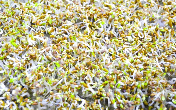 Germinated seeds with fluffy micro roots of alfalfa close up. Growing microgreens. Concept of healthy eating, wholesome foods, vegetarianism.