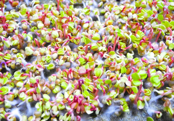 Μικροί Σπόροι Αφράτες Μικρο Ρίζες Ραδικιού Από Κοντά Καλλιεργούν Λαχανικά Royalty Free Εικόνες Αρχείου