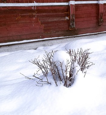 Sibirya 'da kar örtüsü üzerinde kış bitkisi