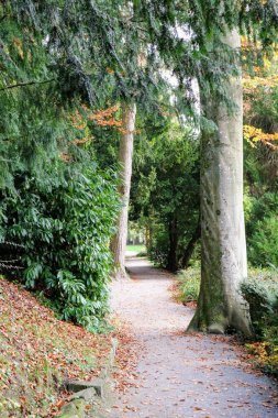 Sonbahar ormanlarında yol
