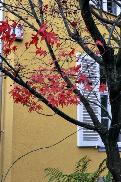 Hojas Arce Rojo Sobre Fondo Pared Amarillo — Foto de Stock