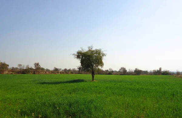 Árvore Verde Campo Trigo Campo Trigo Verde Árvore Campo Verde — Fotografia de Stock