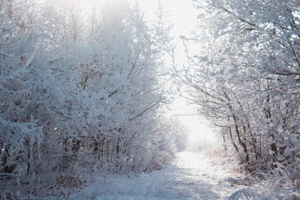 Kış ormanında yol
