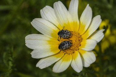 İki güzel böcek beyaz bir papatyada oturuyor.