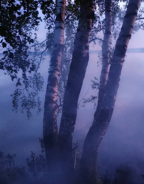 Birches Fog — Stock Photo, Image