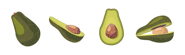 Avokado färsk frukt eller vegetabiliska hela och halva med gropen isolerad på vit bakgrund. Vegetariska element i matdesign — Stock vektor
