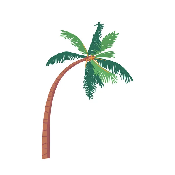 Kokospalme mit grünen Blättern und gebogenem Stamm isoliert auf weißem Hintergrund. Tropische Pflanze, einziges natürliches Objekt — Stockvektor