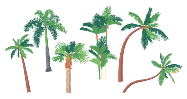 Набор различных пальм, бананов, кокосовых тропических растений с прямыми и изогнутыми стволами. Элементы графического дизайна — стоковый вектор
