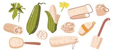 Angled Luffa, Ribbed Fourd Fruits, Dilimlenmiş ve Taze veya Kuru Bitkiler. Çevre dostu lif süngeri, fırça.