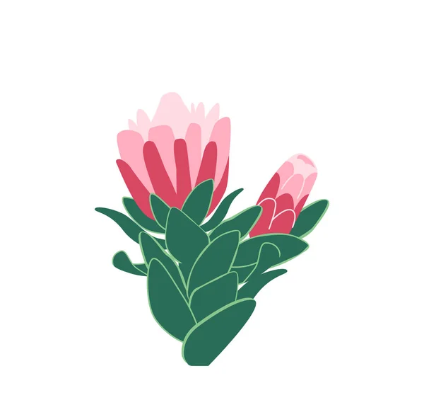 Afrikaanse Protea Bloemen Bunch, Bloeiende Roze Koning Protea Plant geïsoleerd op witte achtergrond. Vakantie geschenk, Boeket — Stockvector