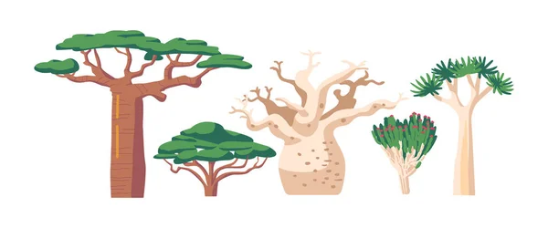 Trópusi és szubtrópusi esőerdő Biom, afrikai vegetáció Baobab vagy Adansonia, remegő fa vagy Aloidendron Dichotomum — Stock Vector