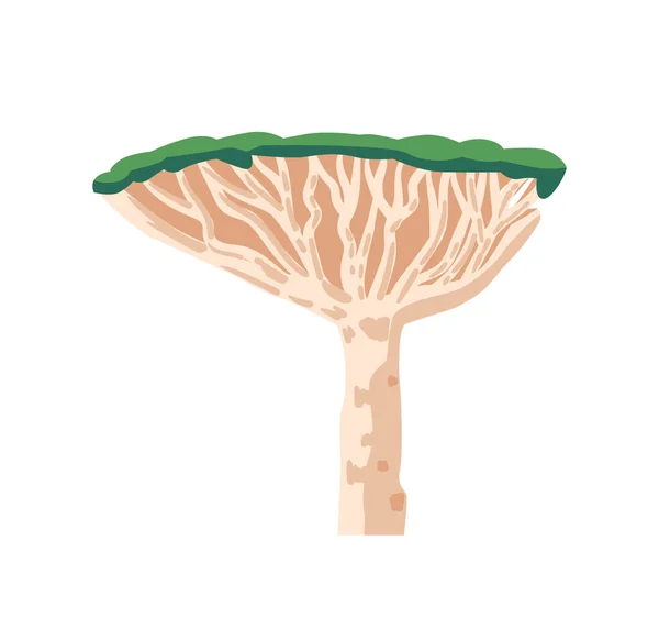 Árvore Africana guarda-chuva espinho Acácia ou Vachellia Tortilis ou Acacia Tortilis e Gênero Vachellia Isolado em Branco — Vetor de Stock