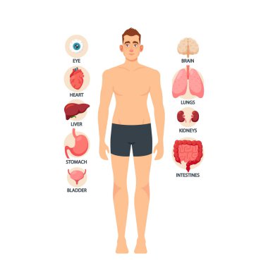 Male Anatomy, Human Body Organs, Educational Medical Info Poster. Eye, Heart, Liver and Stomach, Bladder, Brain, Lungs