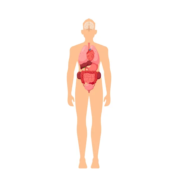 Organos del cuerpo humano Tabla de infografías médicas, anatomía masculina educativa, información fisiológica. Hombre Vista interior — Vector de stock