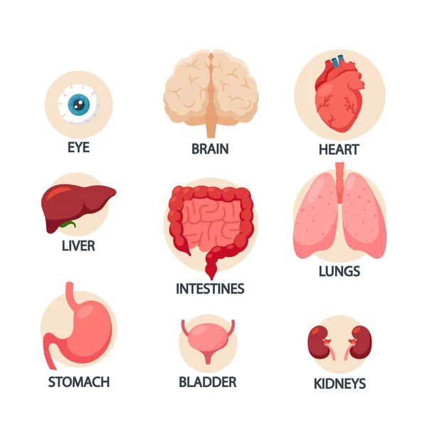 Órganos del cuerpo humano Infografías, ojos, corazón, hígado y estómago, vejiga, cerebro, pulmones o riñón con intestinos — Vector de stock